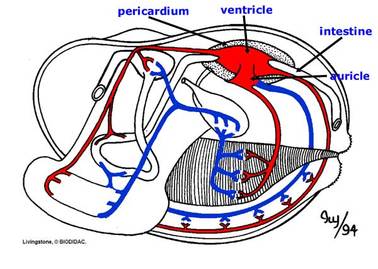 Respiratory System - Hard Clam Resources